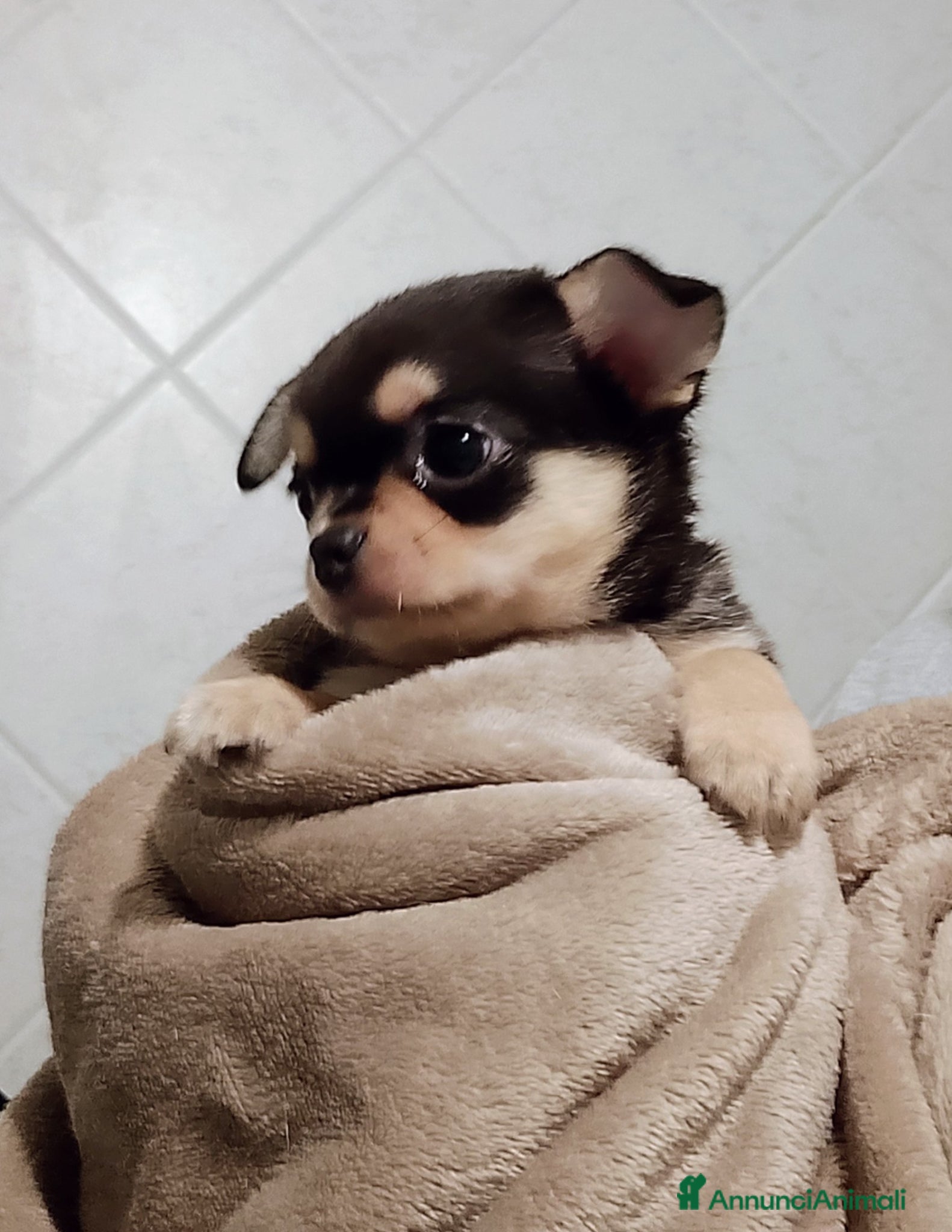 Chihuahua cani Chihuahua pedigree ENCI  - Annuncio 1