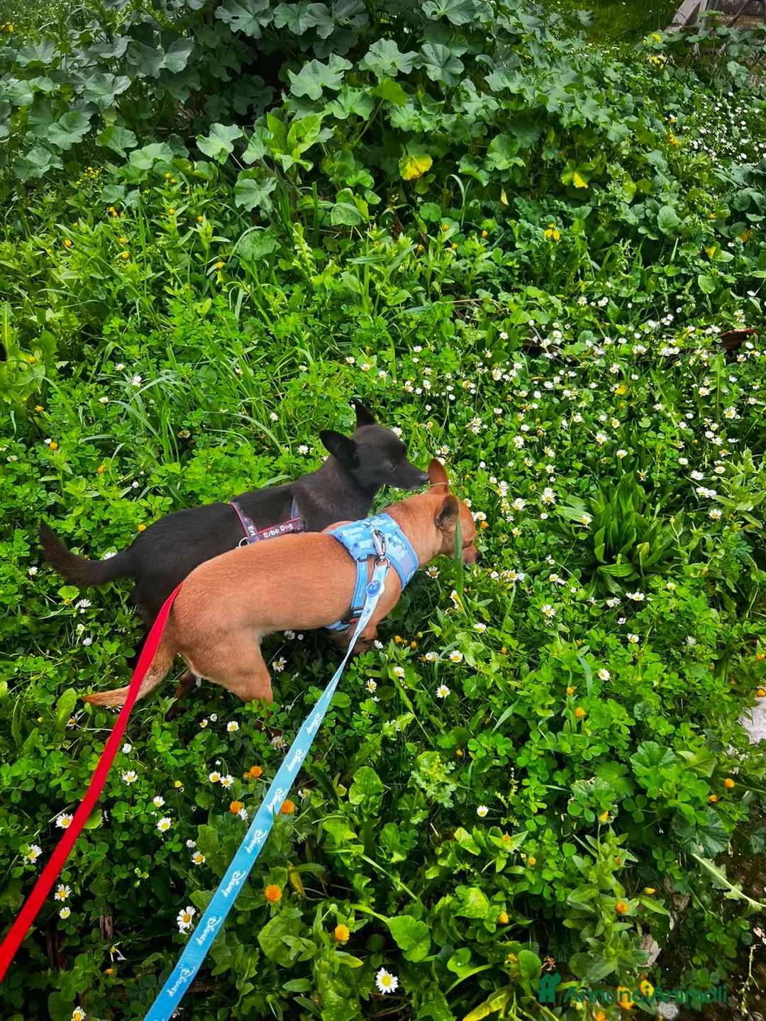 Pinscher Miniatura cani in regalo: Stella e Briciola cercano Casa Insieme a Provincia di Barletta-Andria-Trani - Annuncio 2