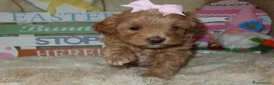 Maltipoo Cucciolo 4