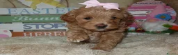 Maltipoo cani in vendita: Splendidi cuccioli di Maltipoo - Annuncio 29