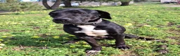 Meticcio cani in regalo: BENNY 💙 UNO DI QUEI CANI CHE FANNO CASA - Annuncio 3