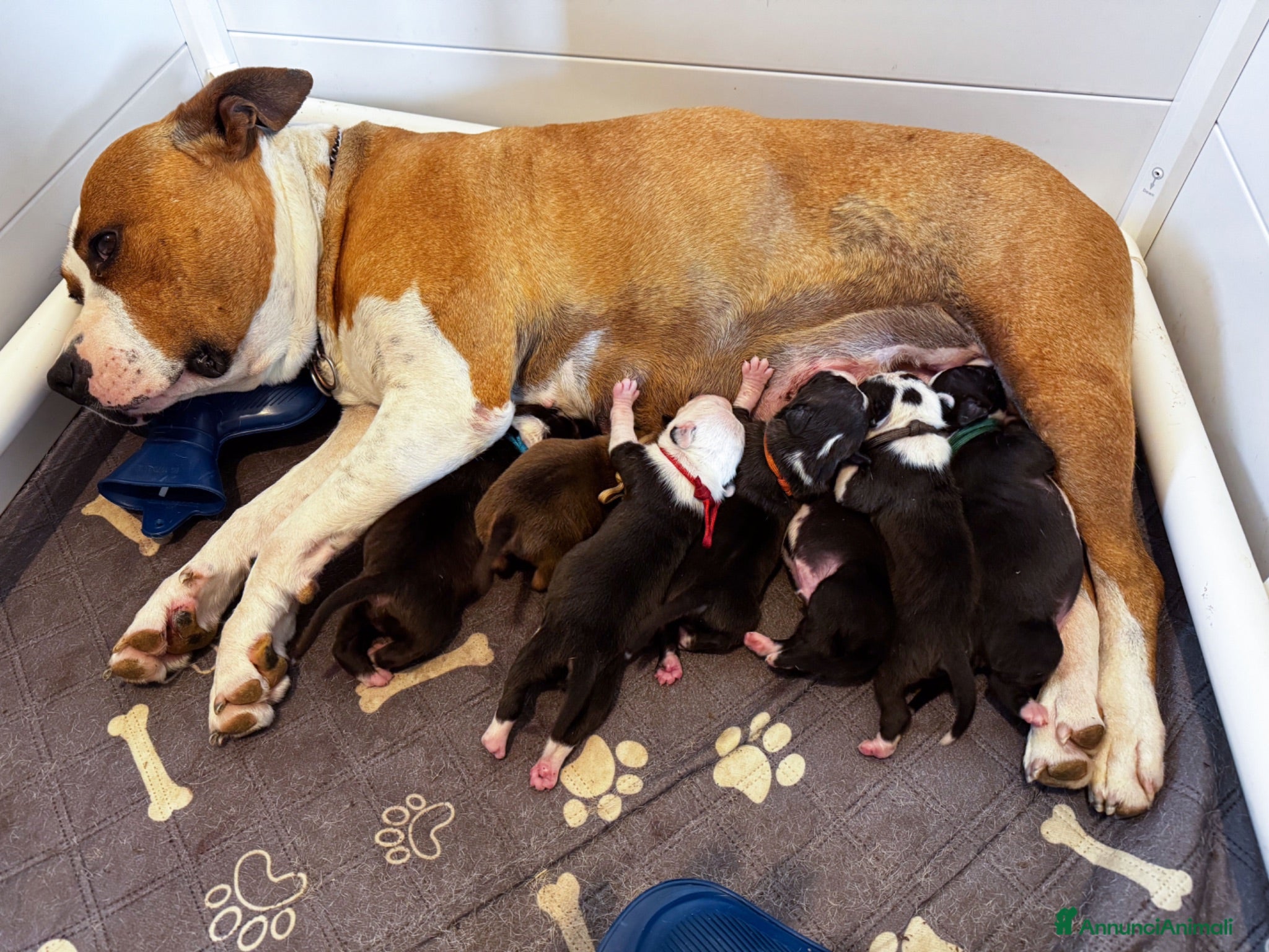 American Staffordshire cani VENDO CUCCIOLI AMSTAFF - Annuncio 2