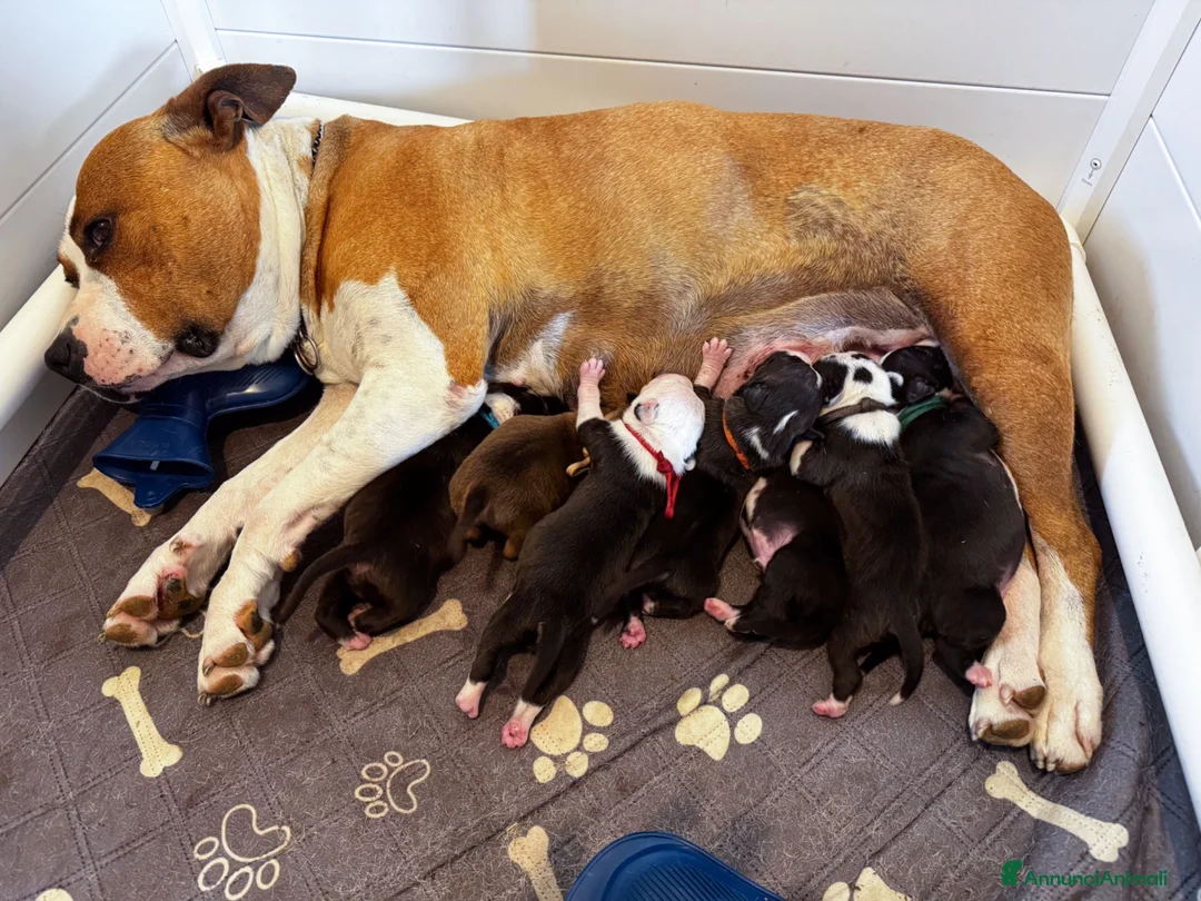 American Staffordshire cani in vendita: VENDO CUCCIOLI AMSTAFF - Annuncio 2