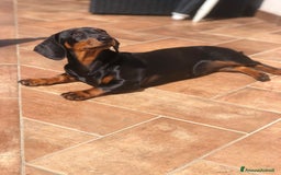Bassotto cani in vendita: Bassotto Tedesco Nano a Città metropolitana di Roma Capitale - Immagine 6