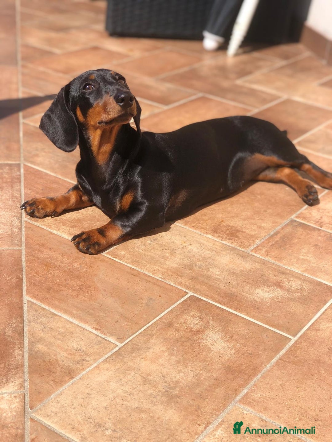 Bassotto cani in vendita: Bassotto Tedesco Nano a Città metropolitana di Roma Capitale - Immagine 6