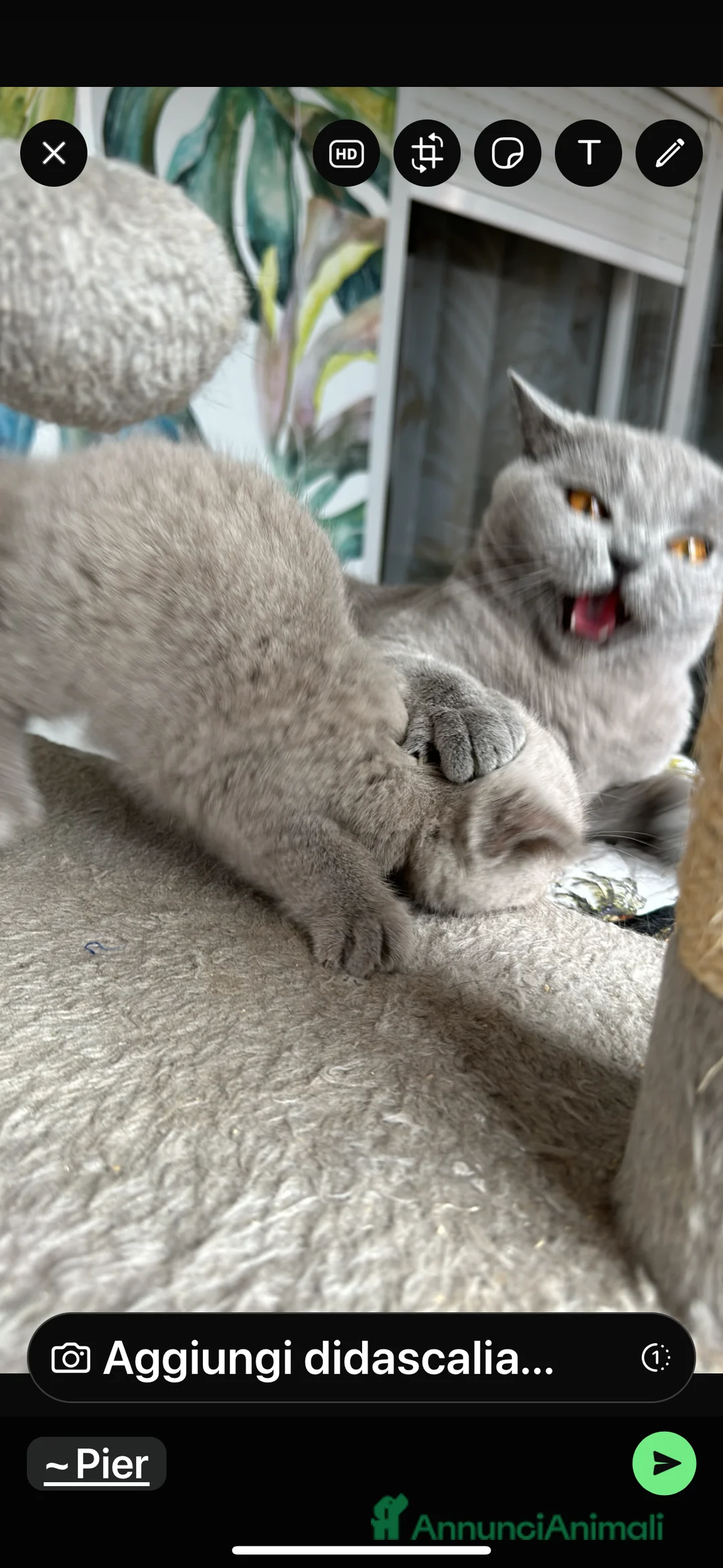 Immagine della galleria {{count}}