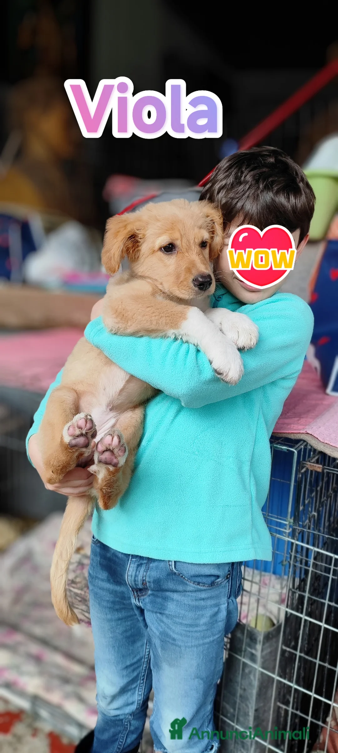Golden Retriever cani in regalo: Viola cucciola bellissima cerca adozione a Provincia di Modena - Annuncio 9