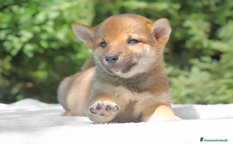Shiba Inu cani a Provincia di Pavia - Annuncio 12