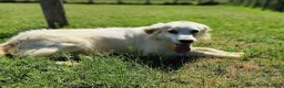 Meticcio cani in regalo: Fish-meraviglioso mix breton-golden - Annuncio 6
