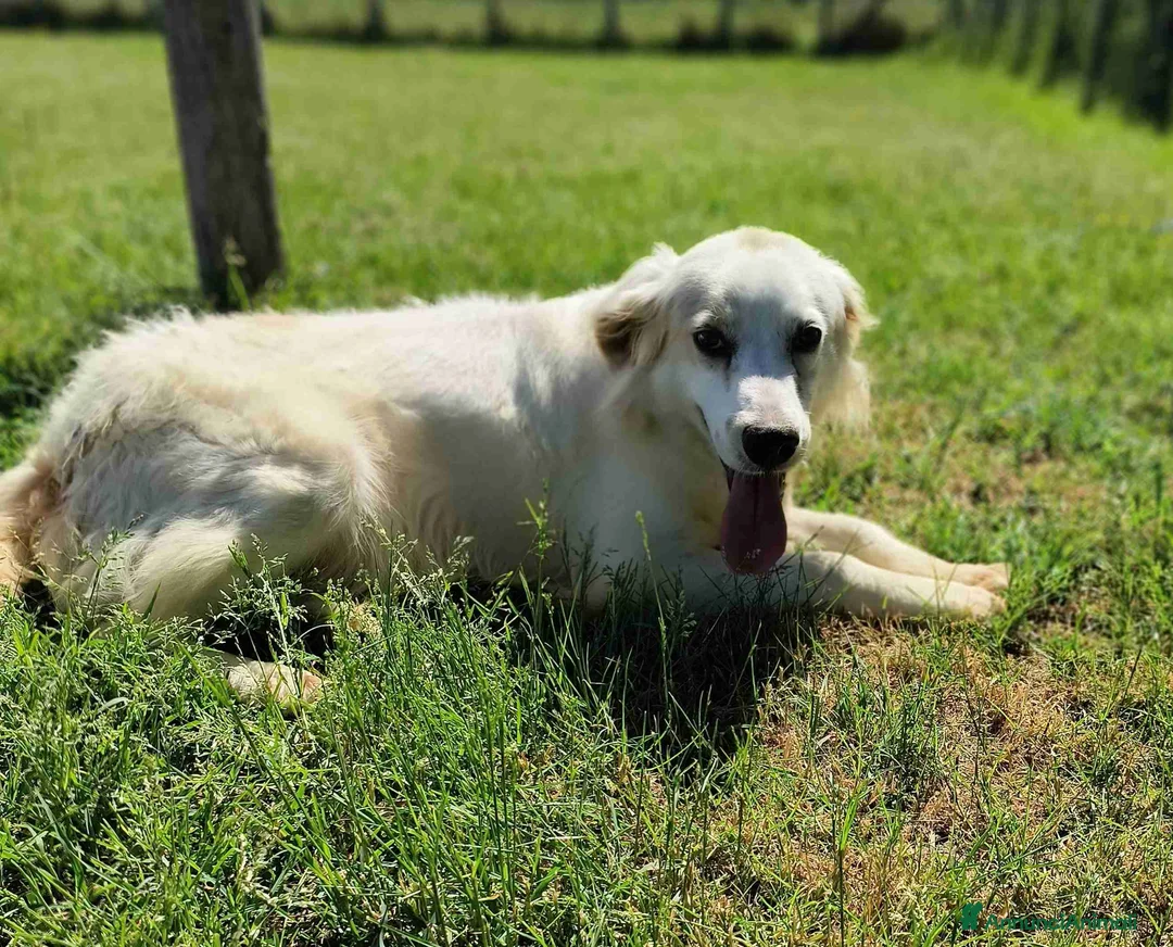 Meticcio cani in regalo: Fish-meraviglioso mix breton-golden - Annuncio 6