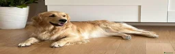 Golden Retriever cani in vendita: I cuccioli di Dea e Axel - Annuncio 1