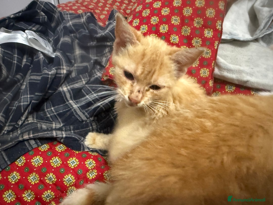 Europeo gatti in regalo: Gattini rossi trovatelli  - Annuncio 6