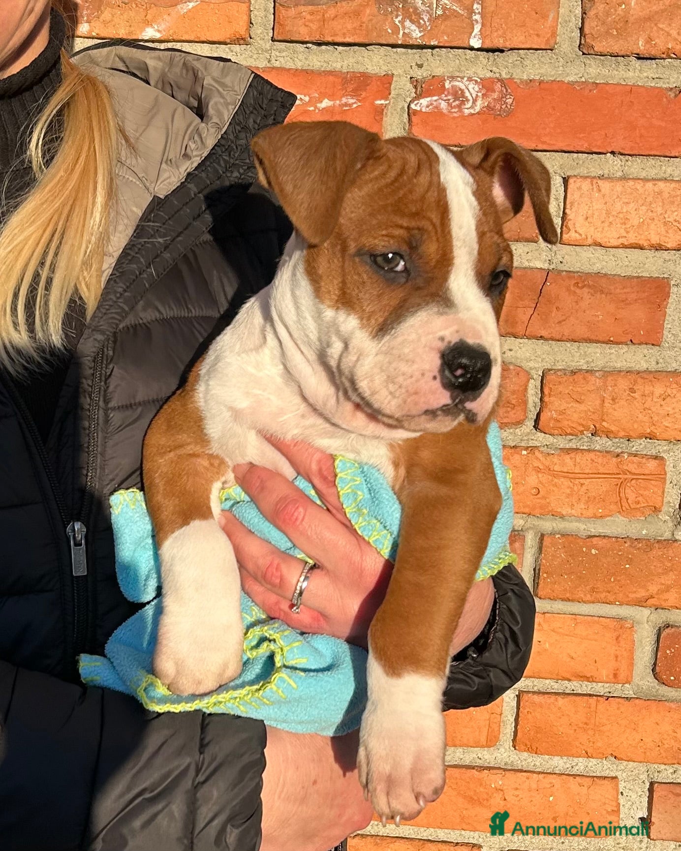 American Staffordshire cani AMERICAN STAFFORDSHIRE TERRIER  - Annuncio 1