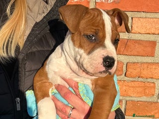American Staffordshire cani AMERICAN STAFFORDSHIRE TERRIER - Annuncio 27