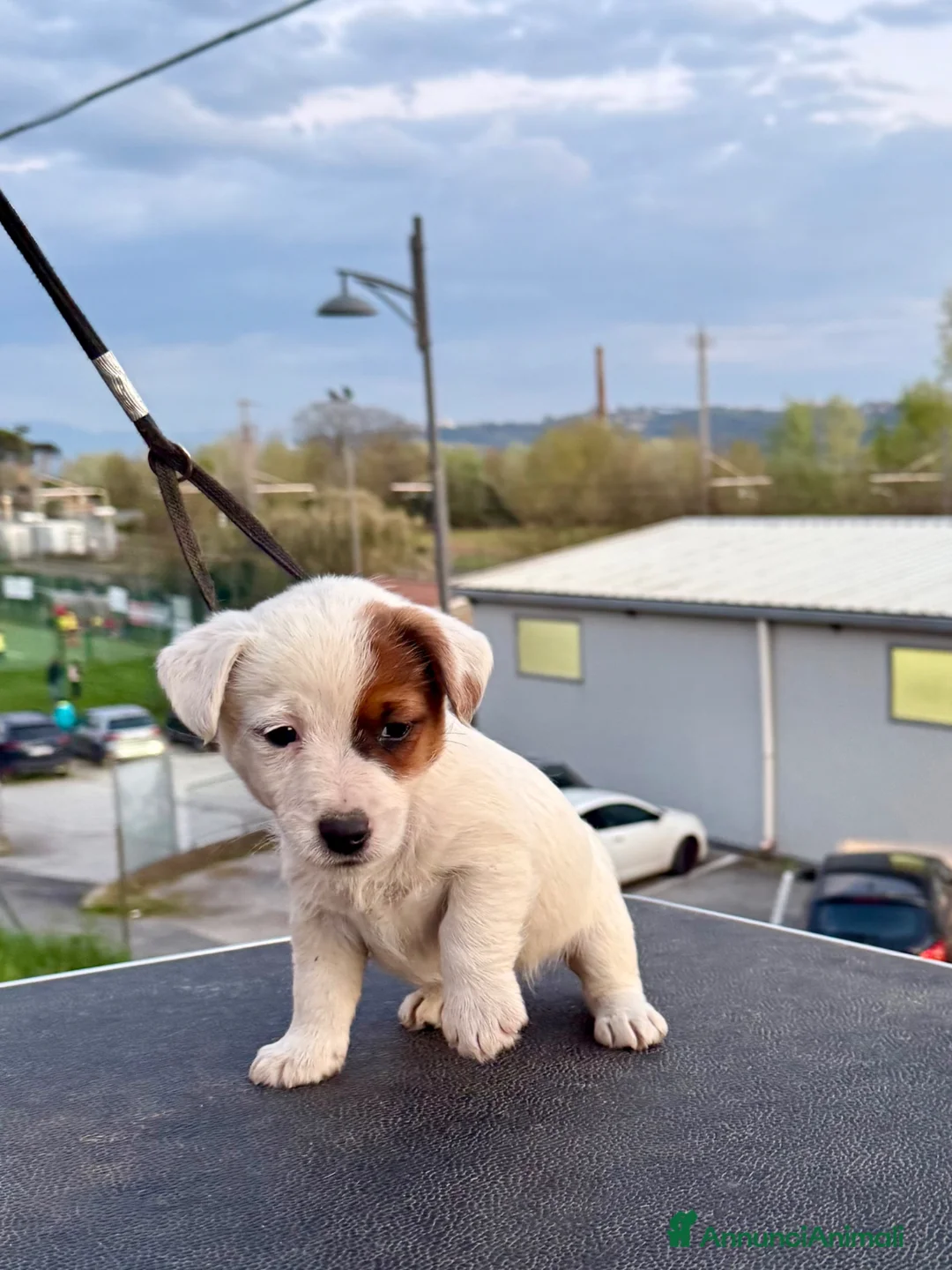 Jack Russell cani in vendita: Jack Russell altissima genealogia a Città metropolitana di Roma Capitale - Annuncio 2