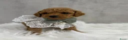 Barboncino Toy cani in vendita: Adorabili cuccioli di barboncino toy - Annuncio 8