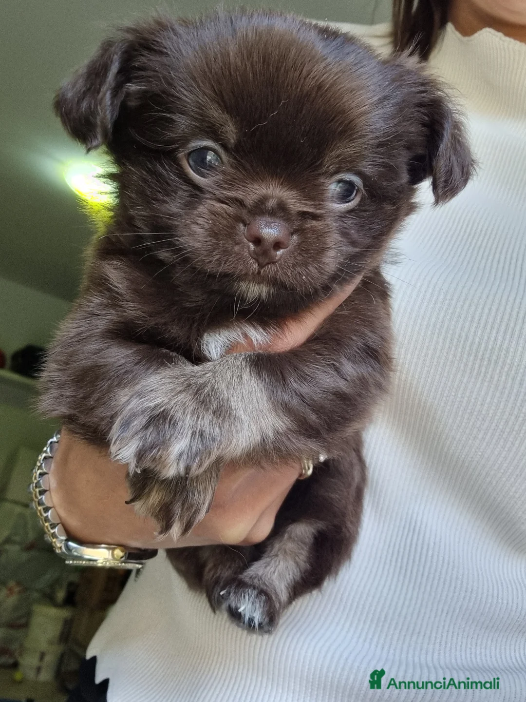 Chihuahua cani in vendita: Vendesi cuccioli Chihuahua  - Annuncio 6