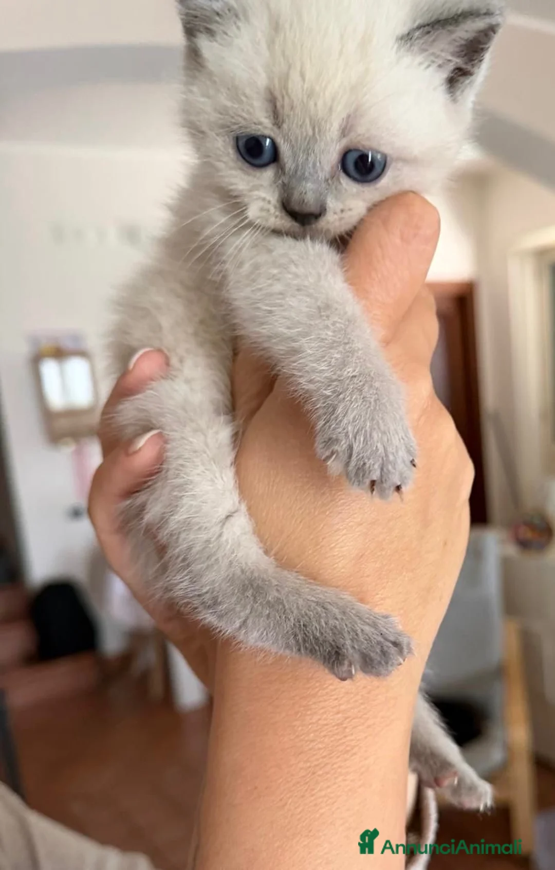 Scottish gatti in vendita: scottish - Annuncio 1