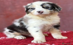 Australian Shepherd cani in vendita: Maschio Blue Merle - Roy a Provincia di Vicenza - Immagine 5