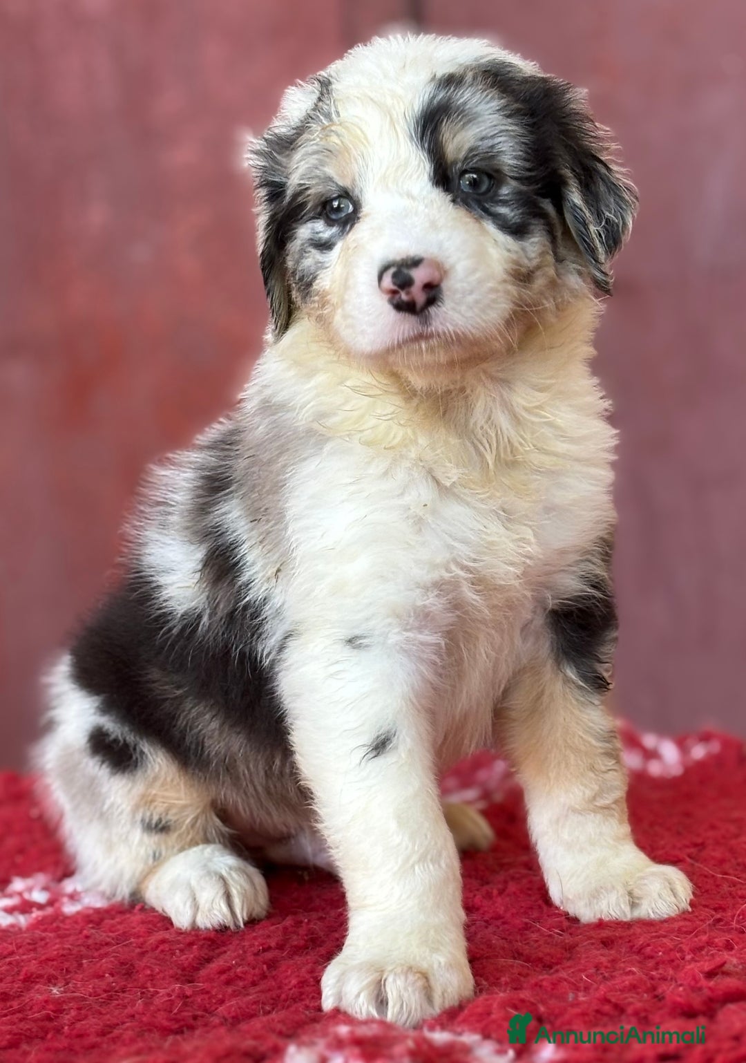 Australian Shepherd cani in vendita: Maschio Blue Merle - Roy a Provincia di Vicenza - Immagine 5
