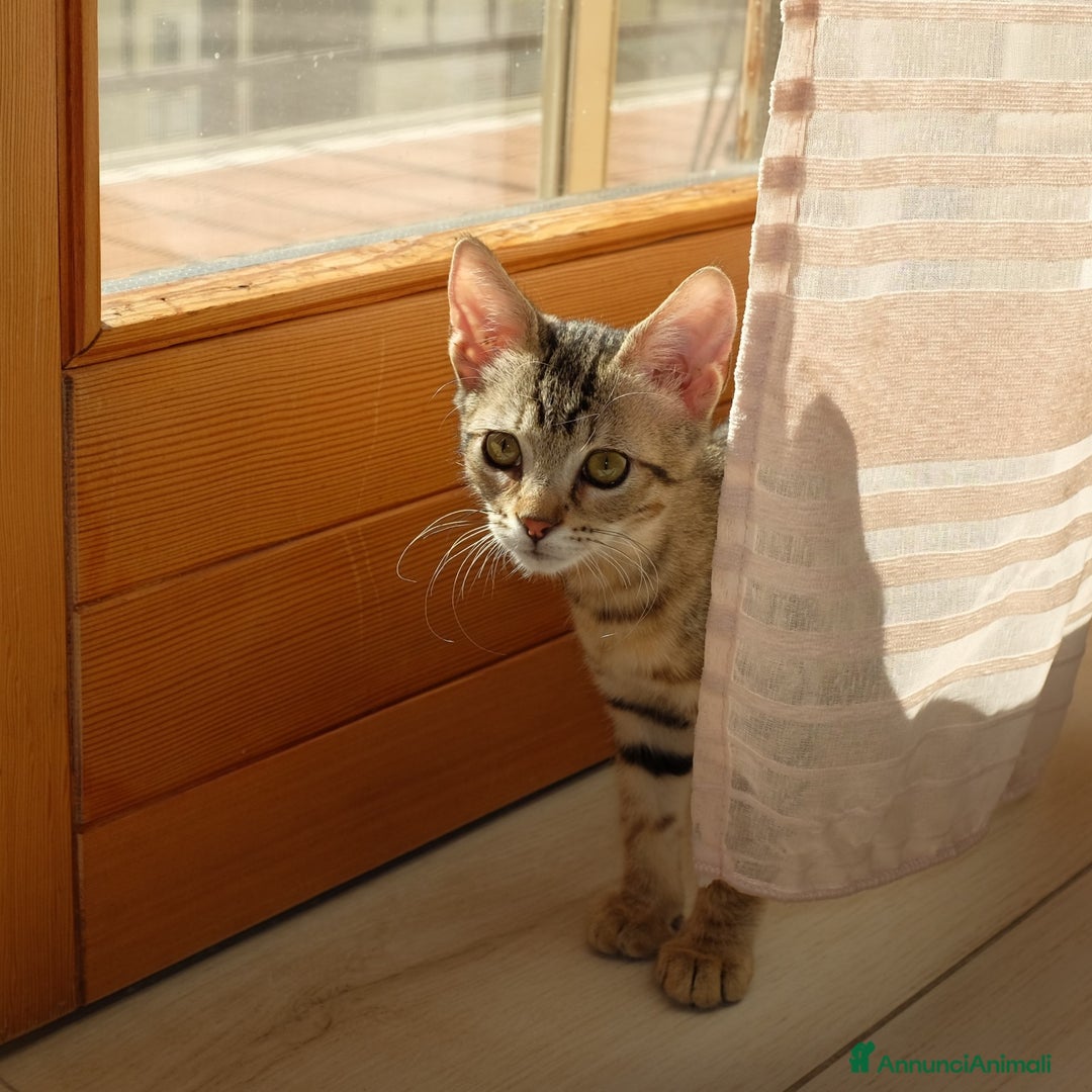 Altre razze gatti in regalo: GATTINI - Annuncio 11