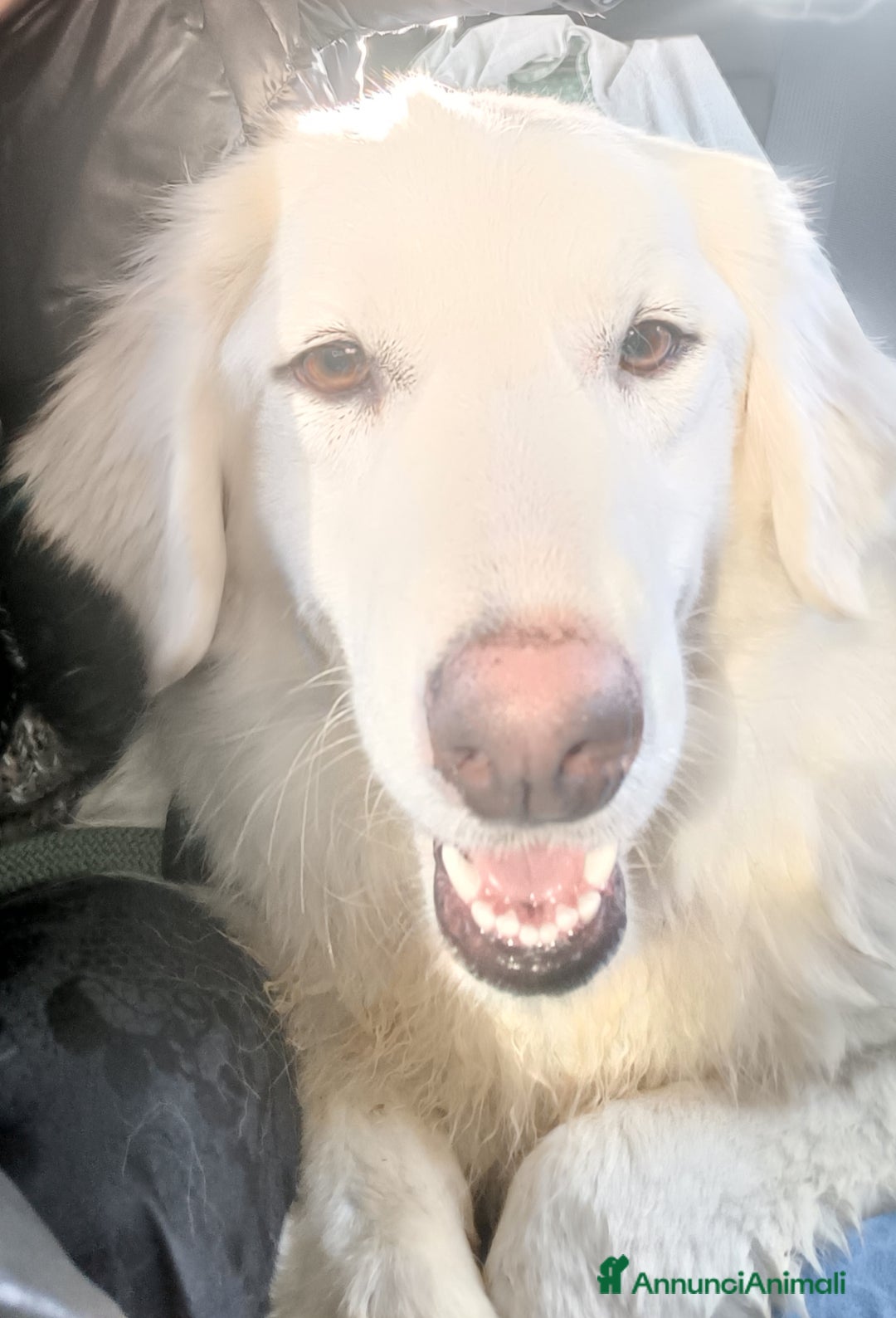 Meticcio cani in regalo: Asia  - Annuncio 4