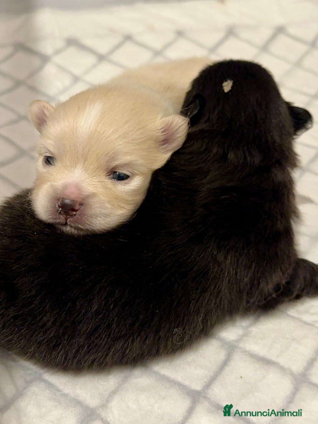 Volpino Pomerania cani in vendita: Volpini - Annuncio 6