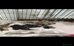 Maine Coon gatti in vendita: Maine Coon black Tabby  a Città metropolitana di Milano - Immagine 5