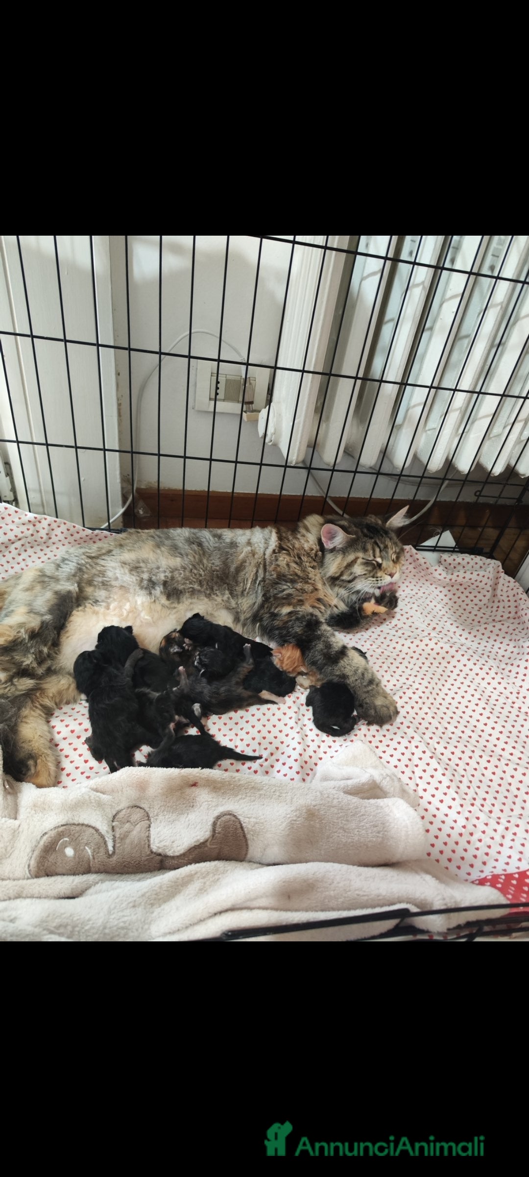 Maine Coon gatti in vendita: Maine Coon black Tabby  a Città metropolitana di Milano - Immagine 5