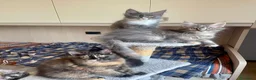 Maine Coon gatti in vendita: Splendidi e coccoloni cuccioli maine coon pedigree - Annuncio 6