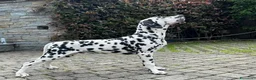 Dalmata cani in vendita: Dalmata cucciolo con pedigree - Annuncio 2