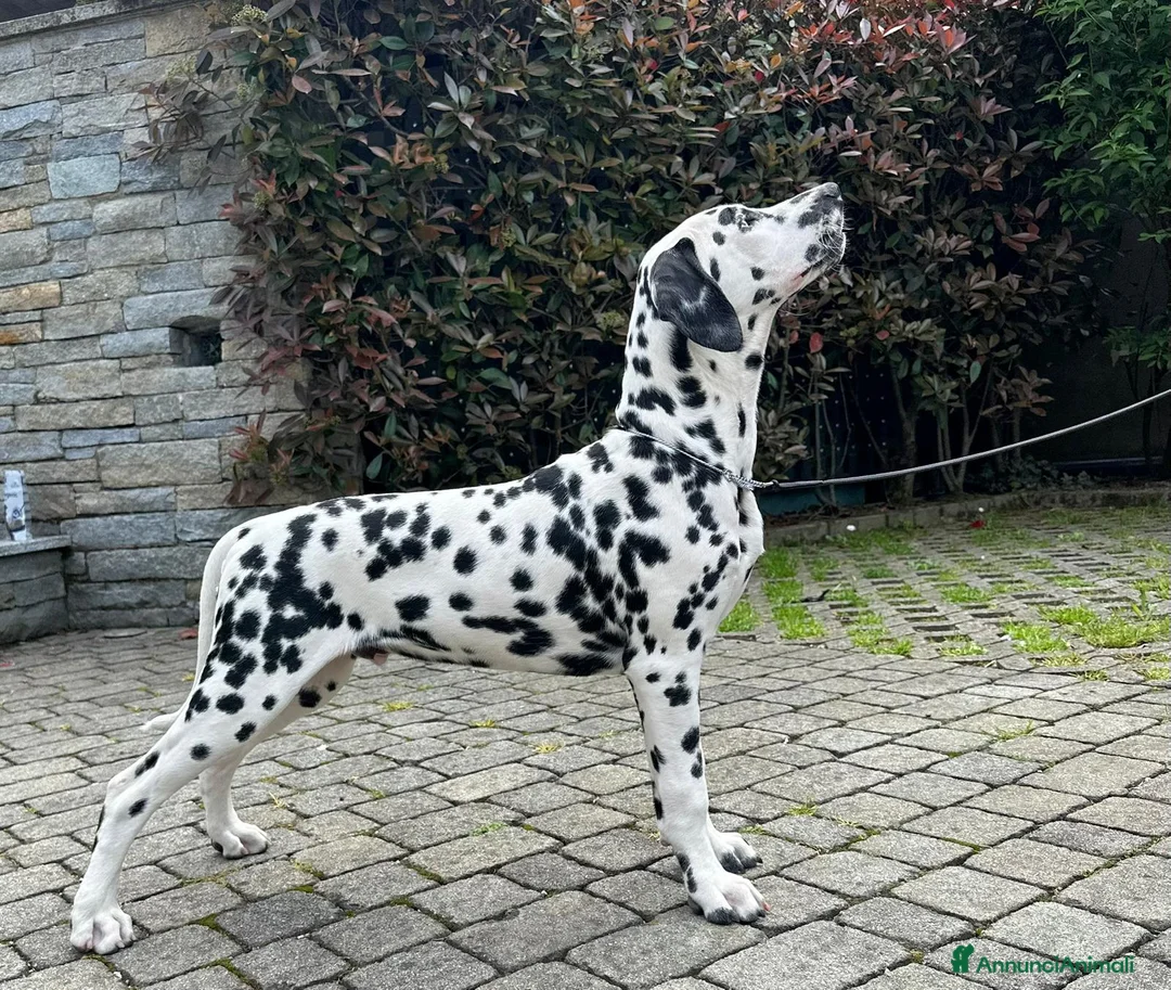 Dalmata cani in vendita: Dalmata cucciolo con pedigree - Annuncio 2