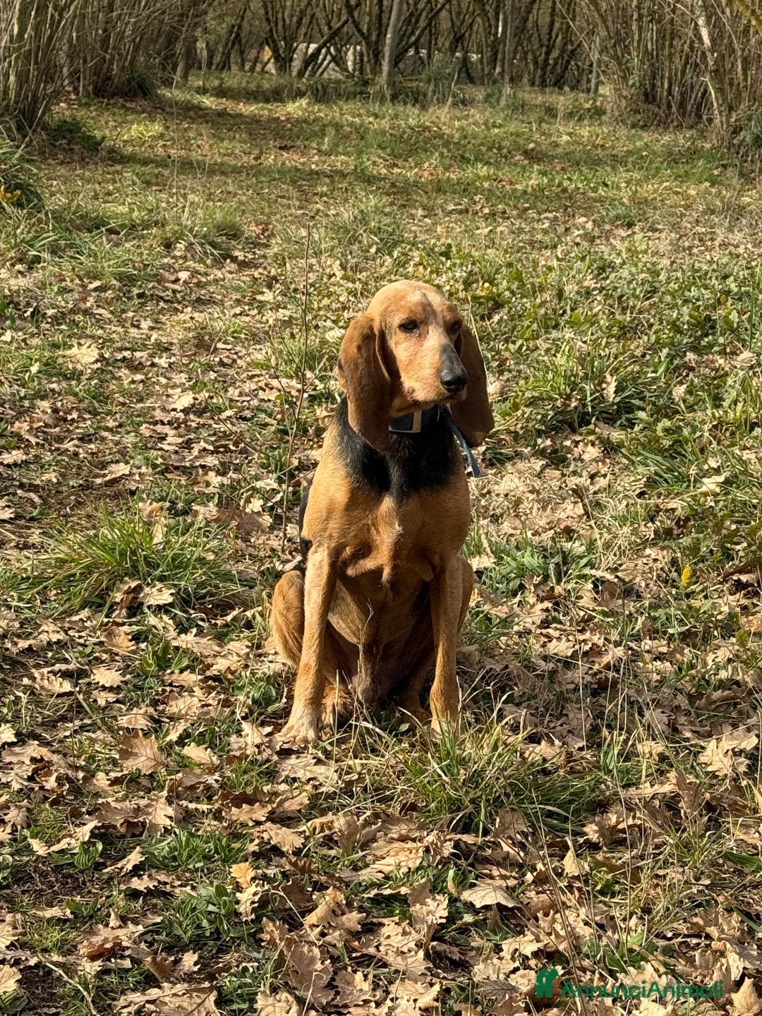 Segugio cani in regalo: Duca  - Annuncio 3