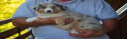 Australian Shepherd cani in vendita: Cuccioli di pastore australiano  - Annuncio 3