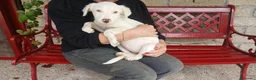 Meticcio cani in regalo: MAGGIE DOLCISSIMA CUCC. HA BISOGNO DEL TUO AMORE - Annuncio 2