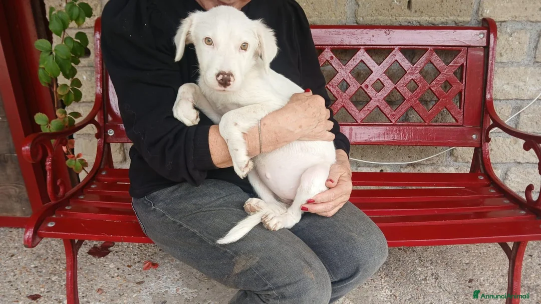 Meticcio cani in regalo: MAGGIE DOLCISSIMA CUCC. HA BISOGNO DEL TUO AMORE - Annuncio 2