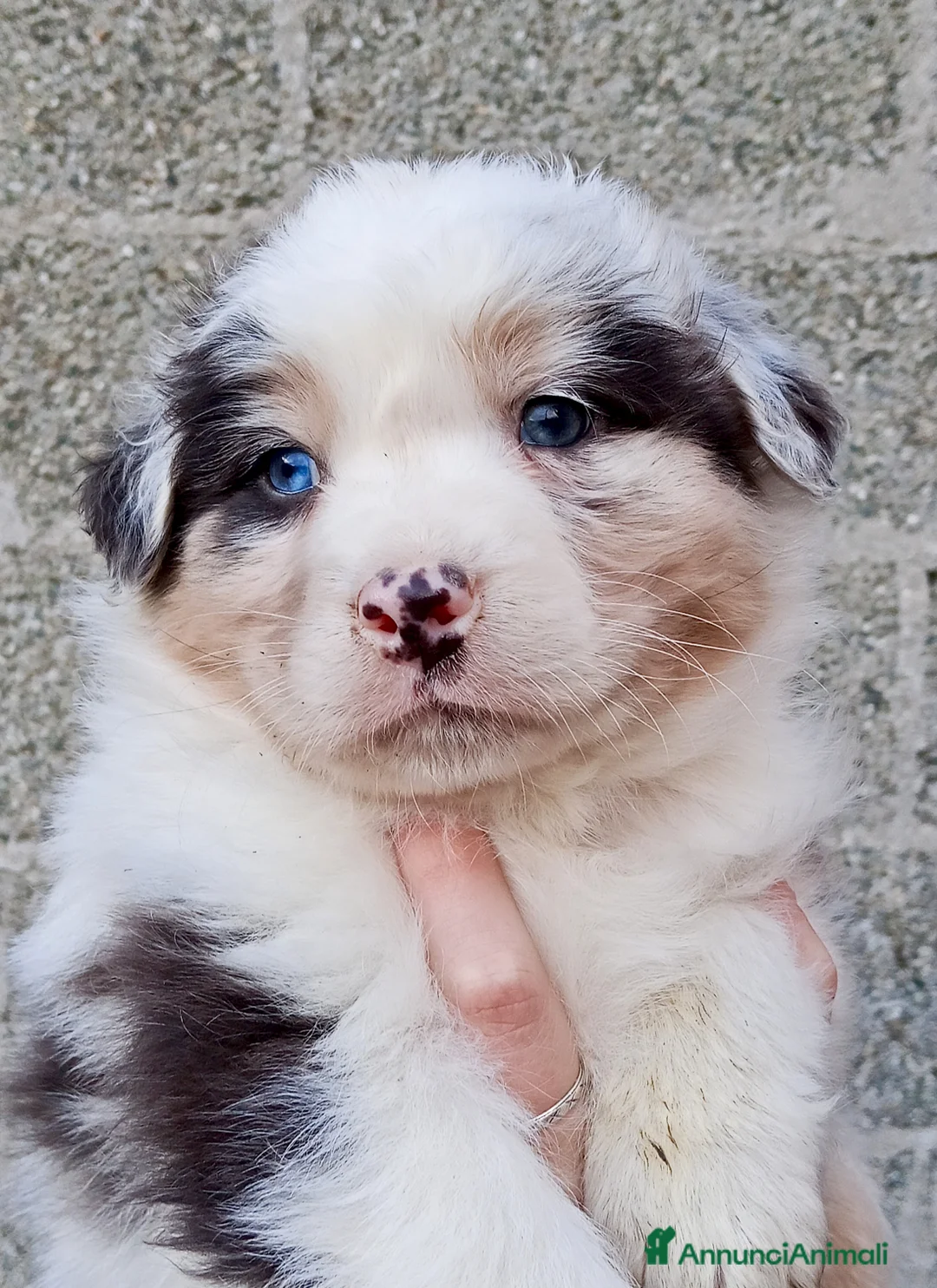 Australian Shepherd cani in vendita: Cuccioli di Australian Shepherd  - Annuncio 6