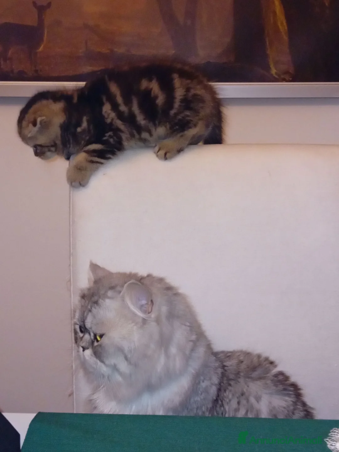 Scottish gatti in vendita: Scottish fold/straight  a Provincia di Padova - Annuncio 2