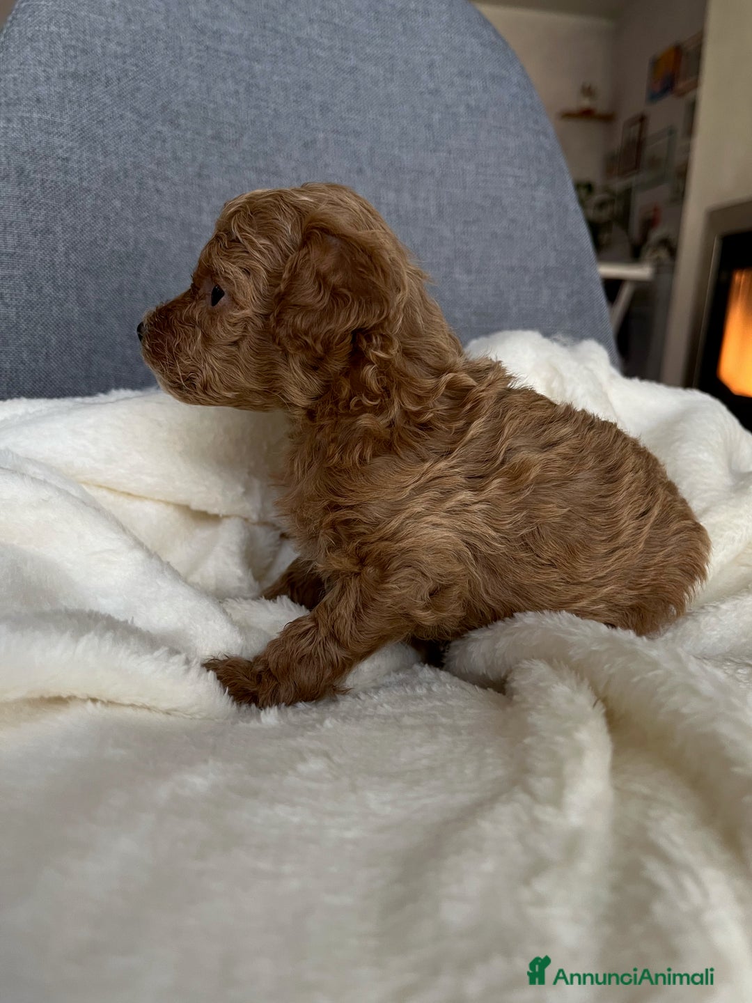 Barboncino cani in vendita: Barboncini fulvi toy e nani con Pedigree - Annuncio 5