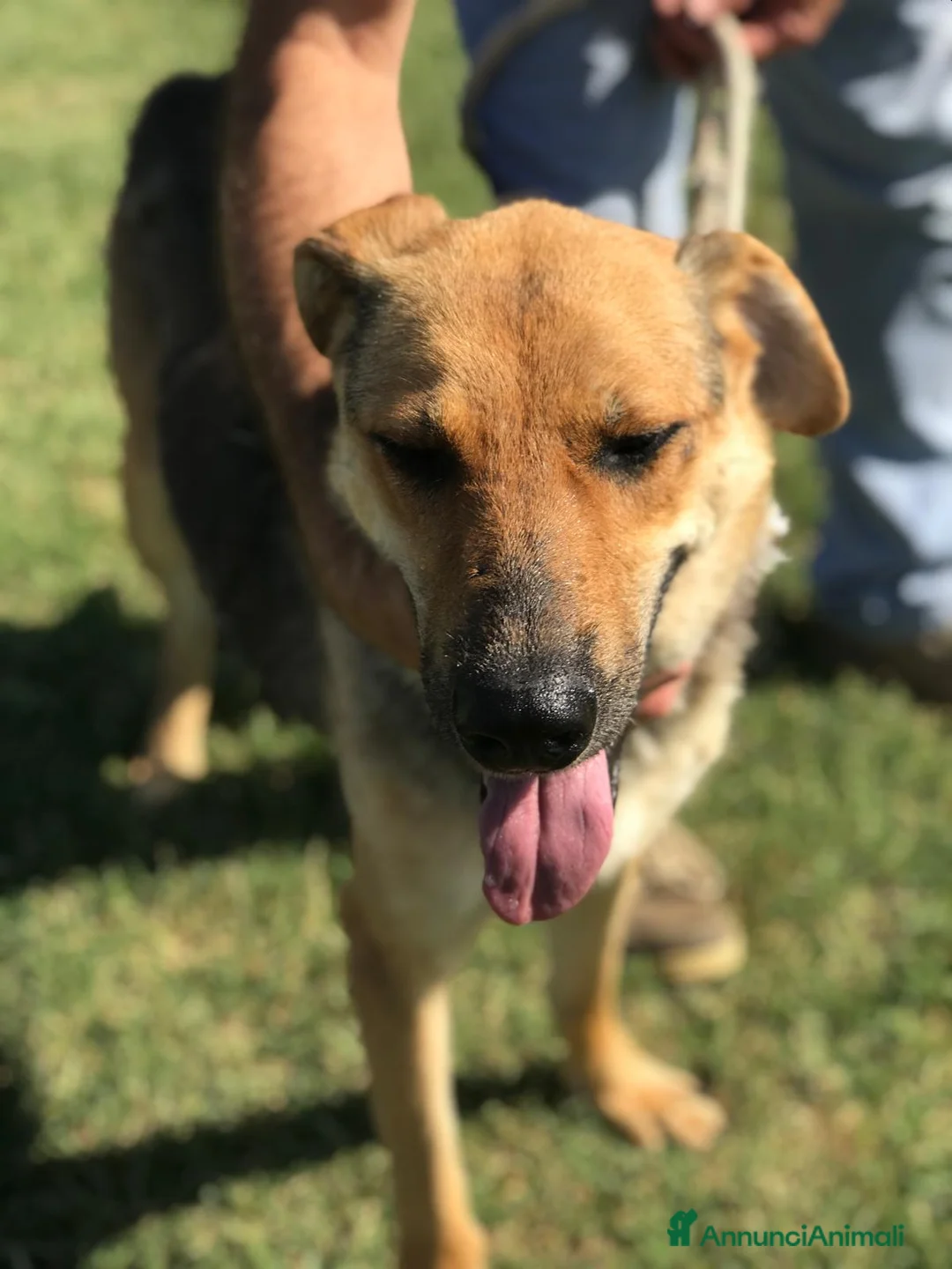 Meticcio cani in regalo: TINA la dolcissima pastorella - in adozione a Provincia di Latina - Annuncio 2