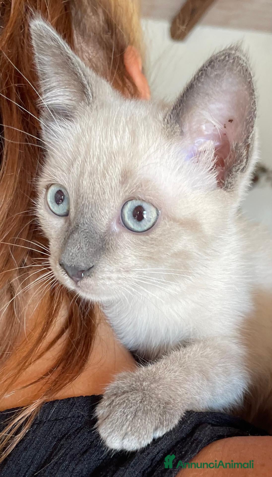 Europeo gatti GATTINI mix siamese - Annuncio 24