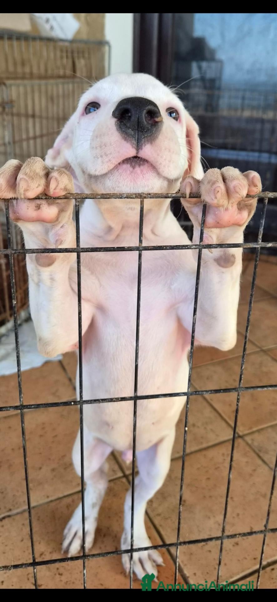 Meticcio cani Cucciolo simil dogo argentino di 2 mesi - Annuncio 4