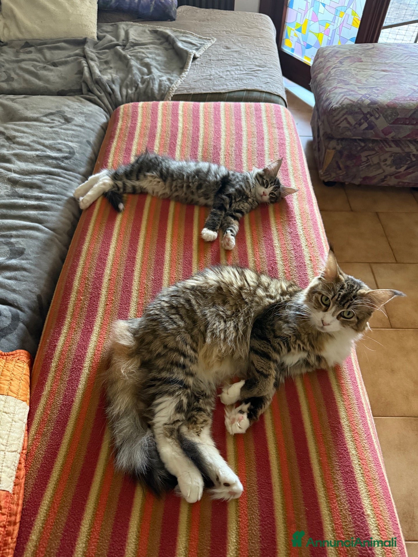 Maine Coon gatti Maine coon femmine - Annuncio 13