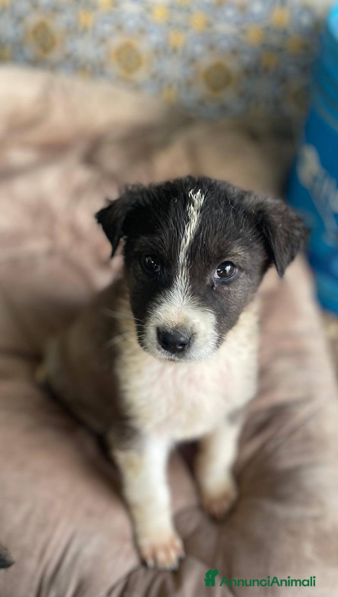 Meticcio cani in regalo: 4 cucciolotti meravigliosi cercano casa - Annuncio 18