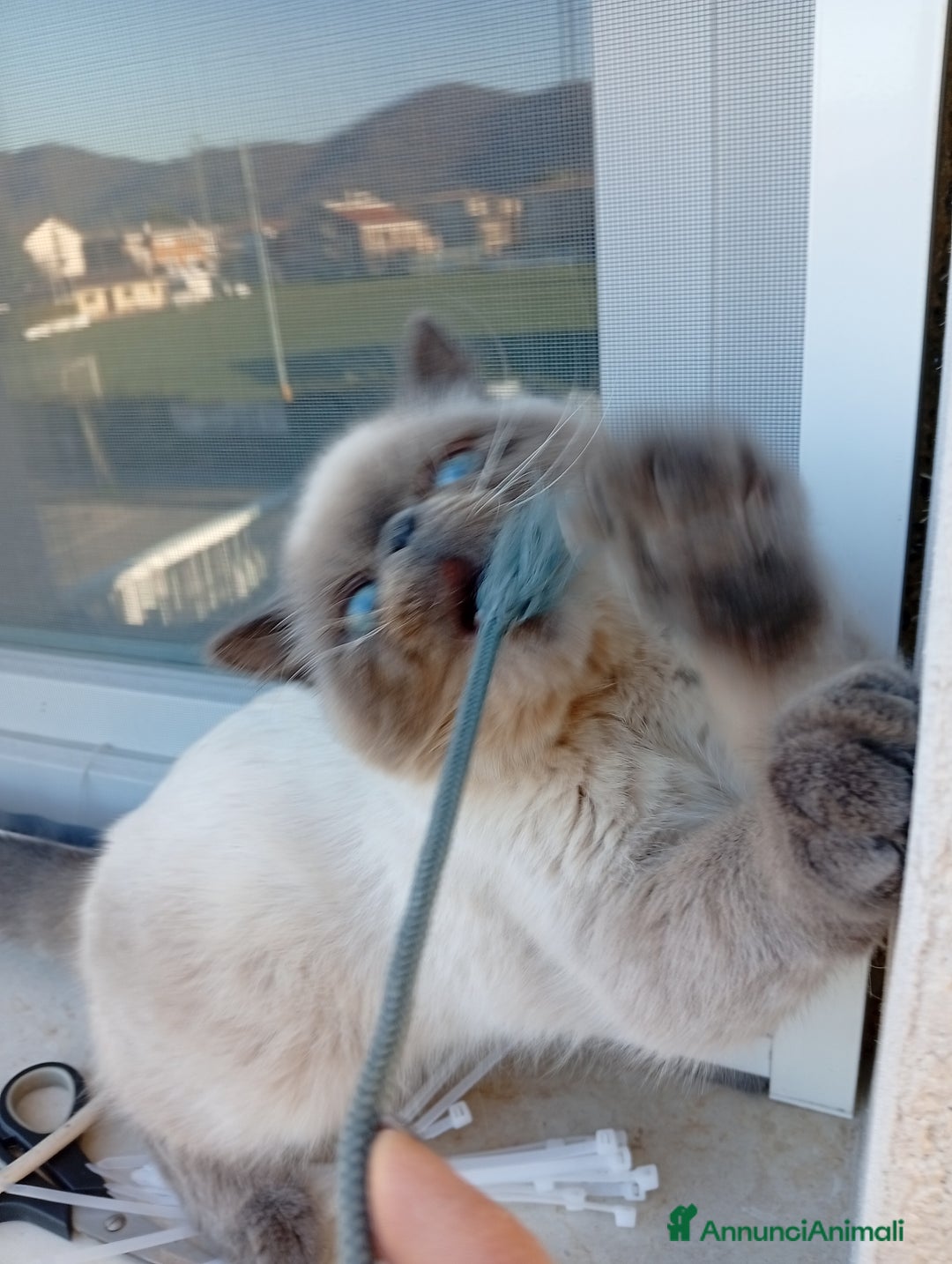 Exotic Shorthair gatti in vendita: Exotic Shorthair  - Annuncio 5