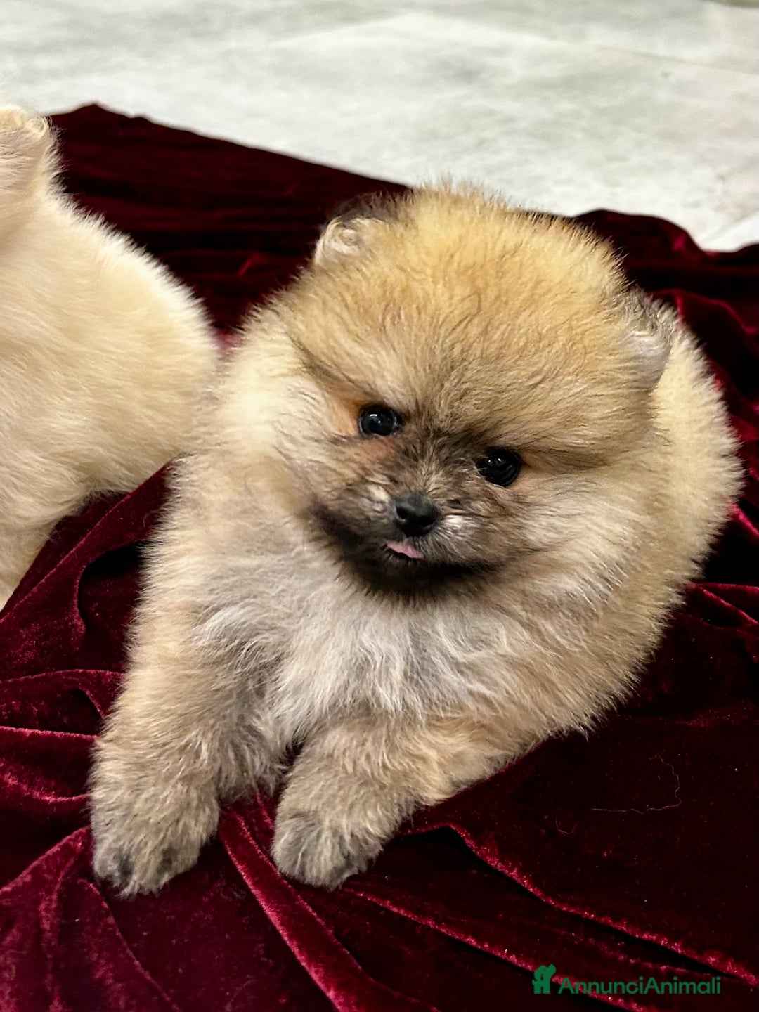 Spitz cani in vendita: Spitz tedesco nano - Annuncio 7