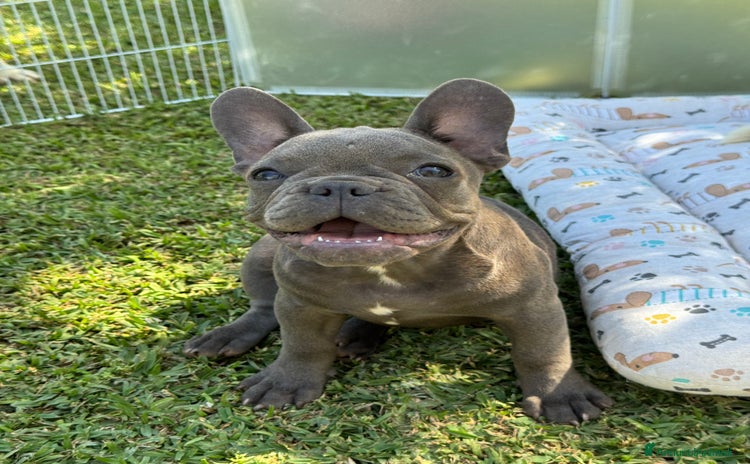 Bulldog Francese cani - Annuncio 3