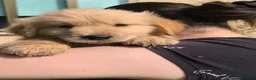 Golden Retriever cani in vendita: Cucciolo maschio Golden retriever pedigree ENCI  - Annuncio 12
