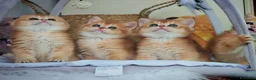 Scottish gatti in vendita: Cuccioli Scottish con Pedigree  - Annuncio 7