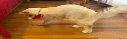 Ragdoll gatti in vendita: Gatto ragdoll - Annuncio 10